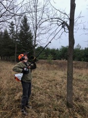 Pruning Walnuts